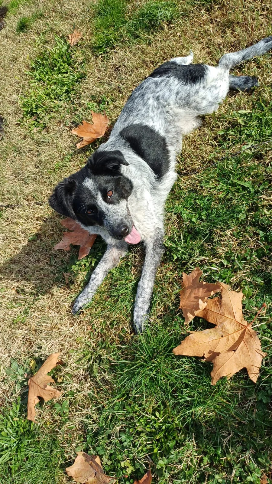 Margot, cane Meticcio in adozione a Caserta - foto 2
