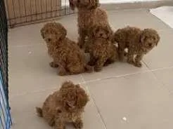 Miky, cane barboncino in adozione a Chieti