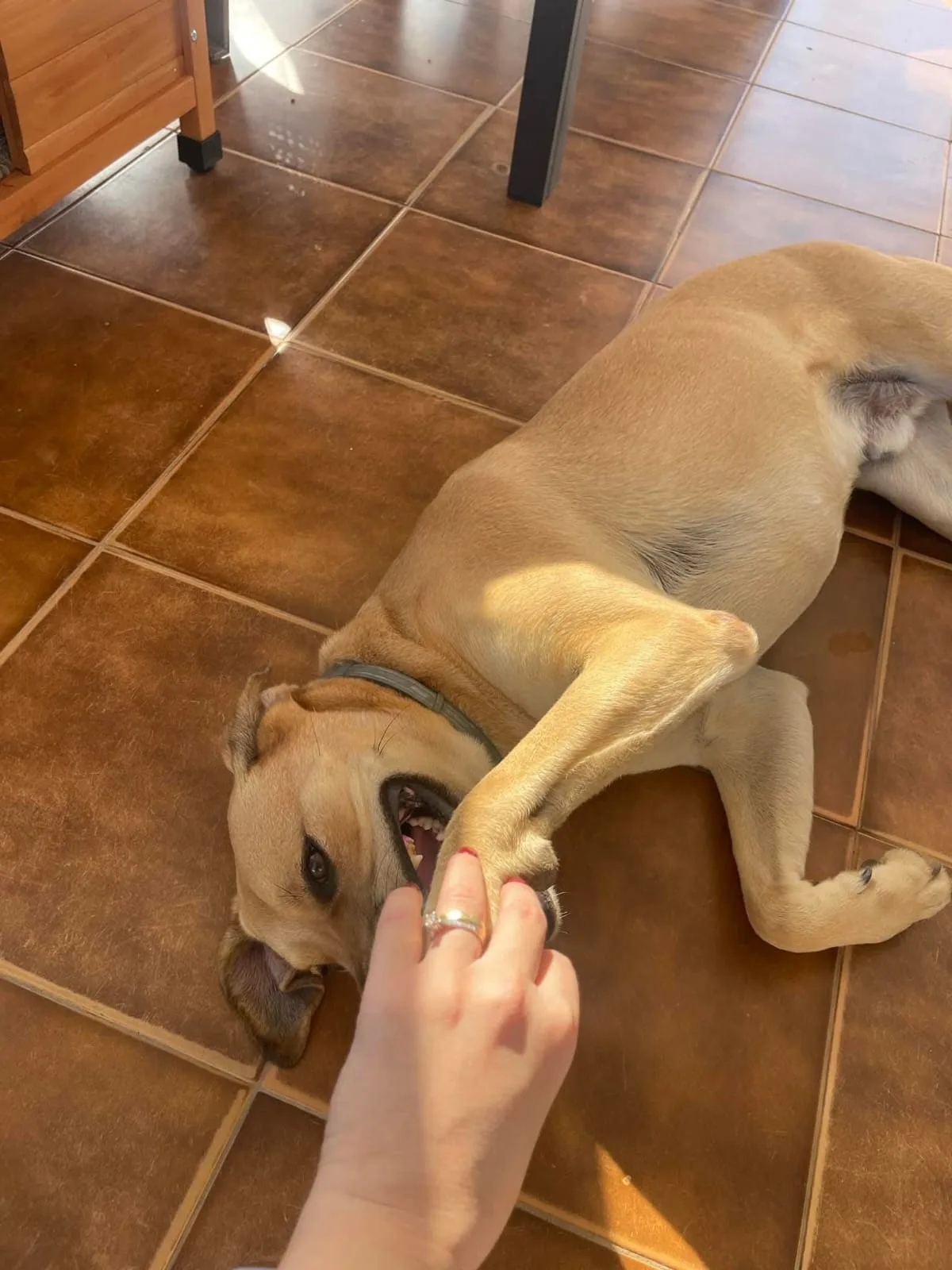 Whisky, cane Meticcio in adozione a Piacenza - foto 3