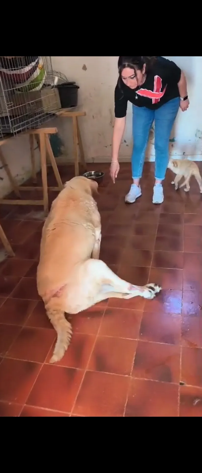Ninì, cane LABRADOR in adozione a Milano - foto 4