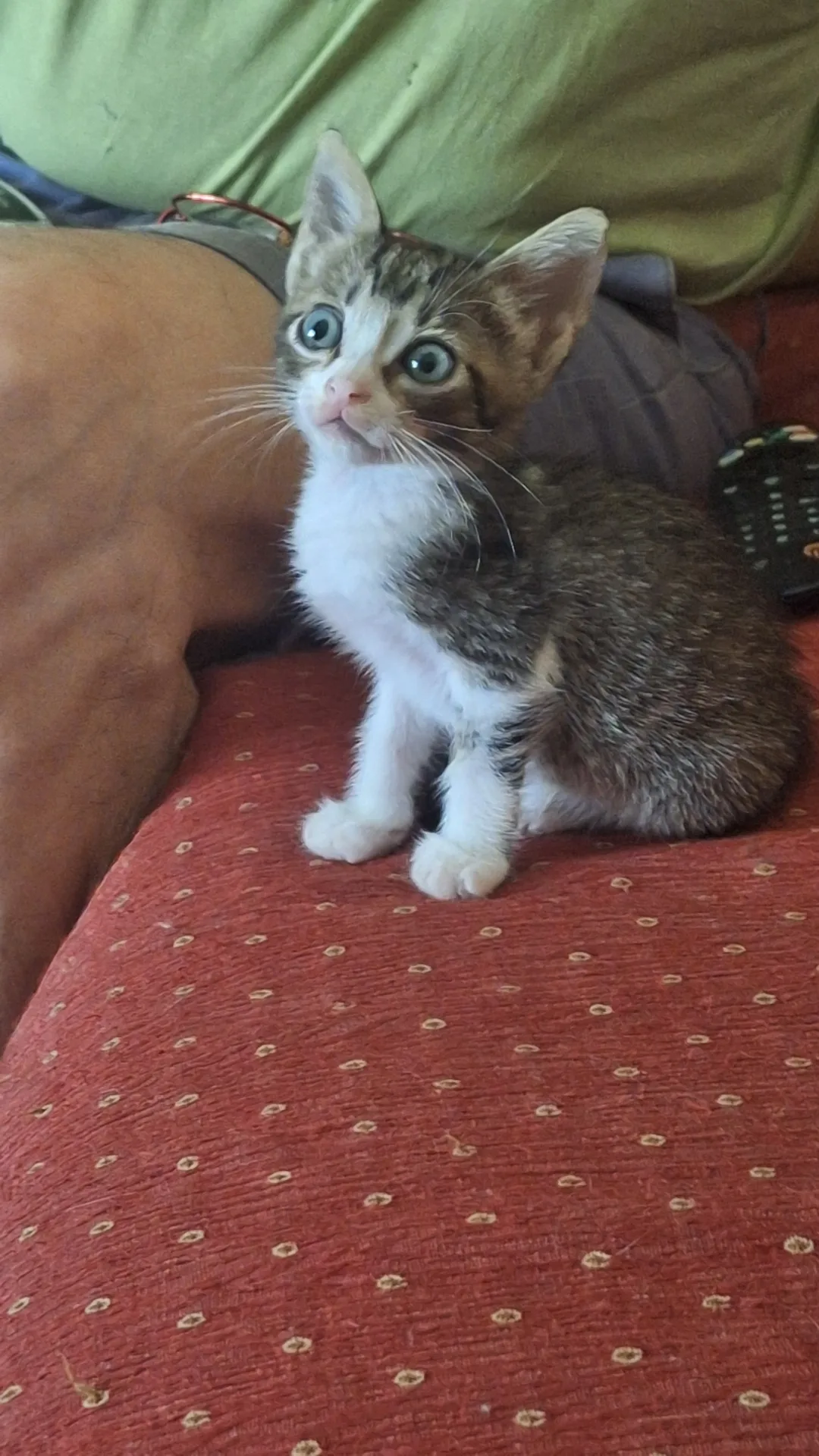 Monty, gatto Europea in adozione a Vibo Valentia - foto 1