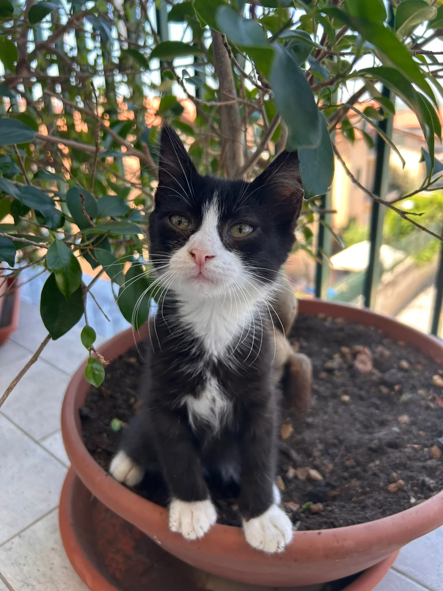 Figaro, gatto in adozione a Napoli - foto 3