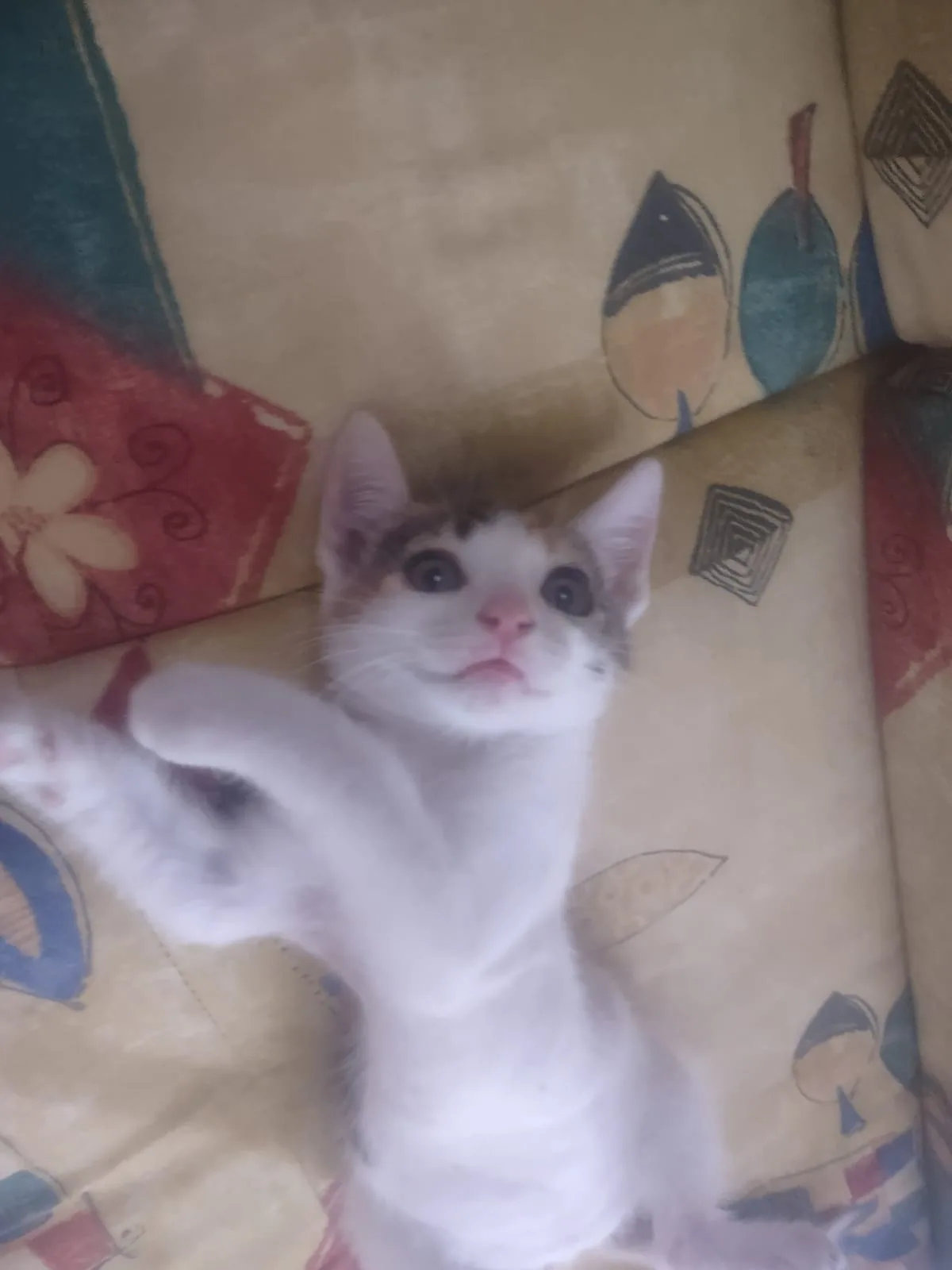 Foto 2 di Sofia, gatto Europea in adozione