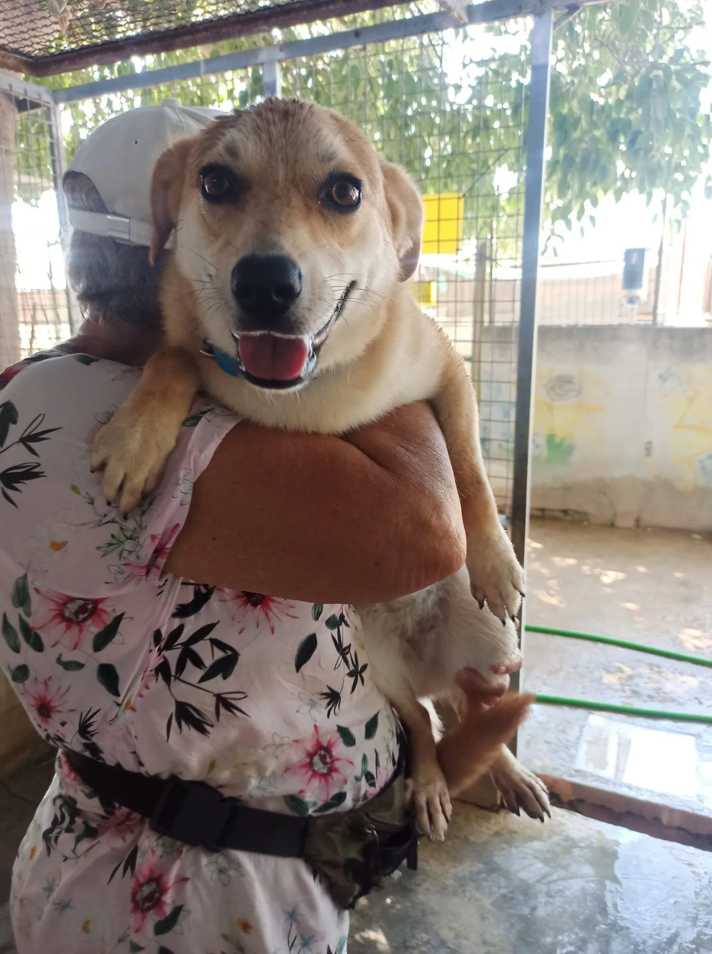 Clarabella, cane mix volpina-beagle in adozione a Bari - foto 5