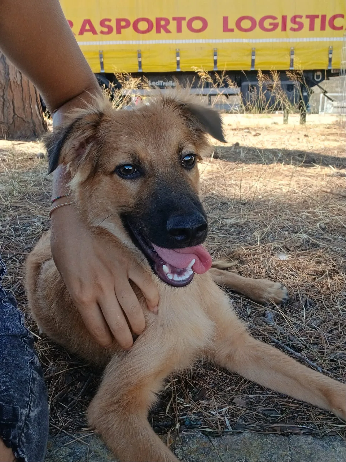 Bergamotto, cane Meticcio in adozione a Crotone