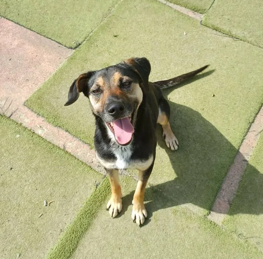 Cry, cane Meticcio in adozione a Lecco - foto 1