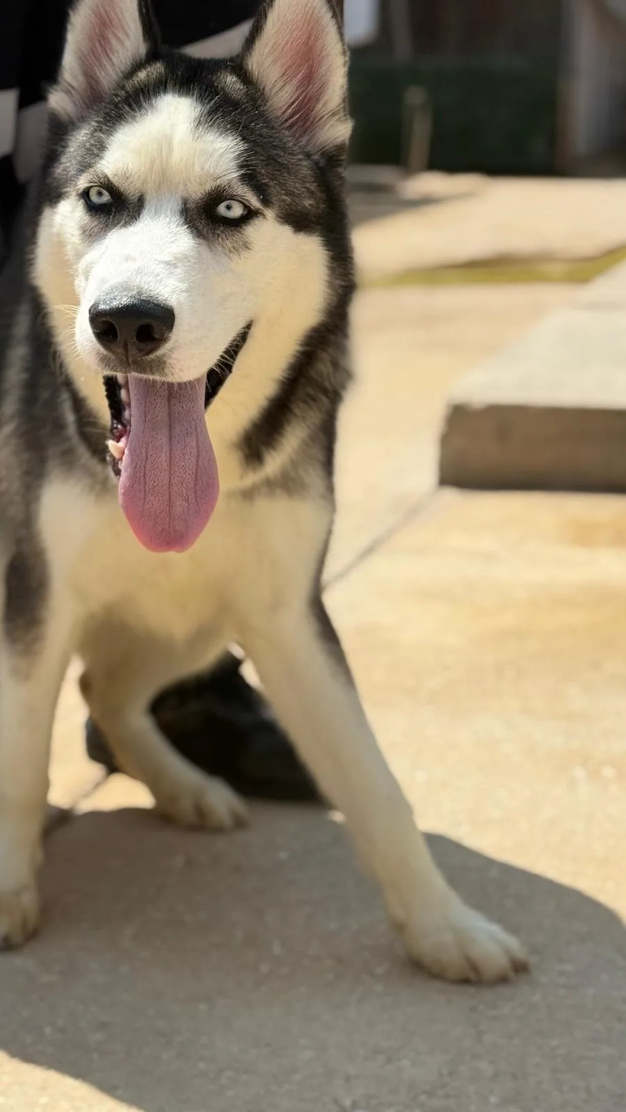 Bolt, cane Siberian husky in adozione a Trapani - foto 5