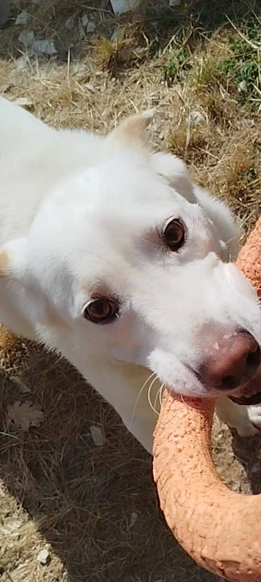 Casper, cane meticcio in adozione a Latina - foto 4