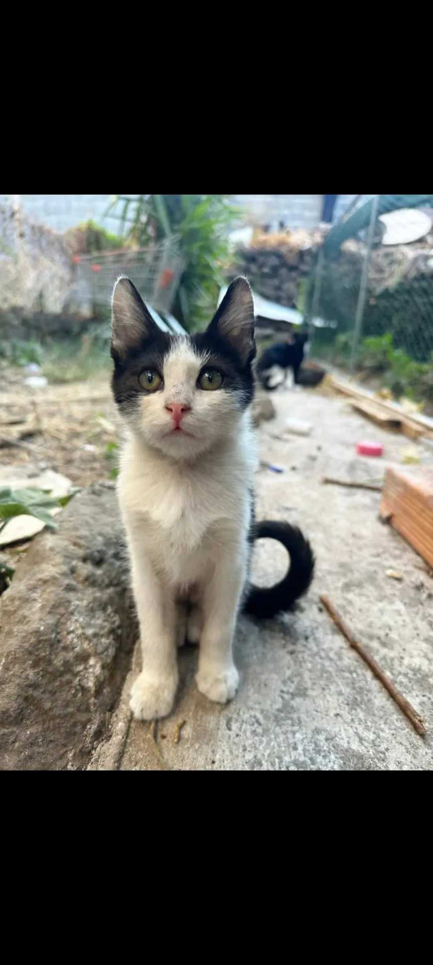 Carello, gatto Meticcio in adozione a Catania - foto 1