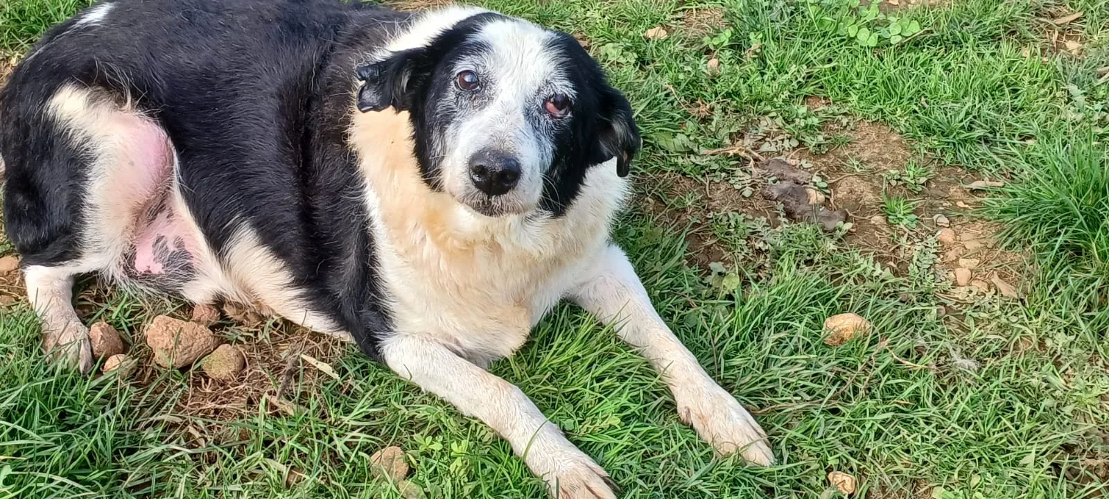 Nonno Jack, cane Meticcio in adozione a Mantova - foto 2