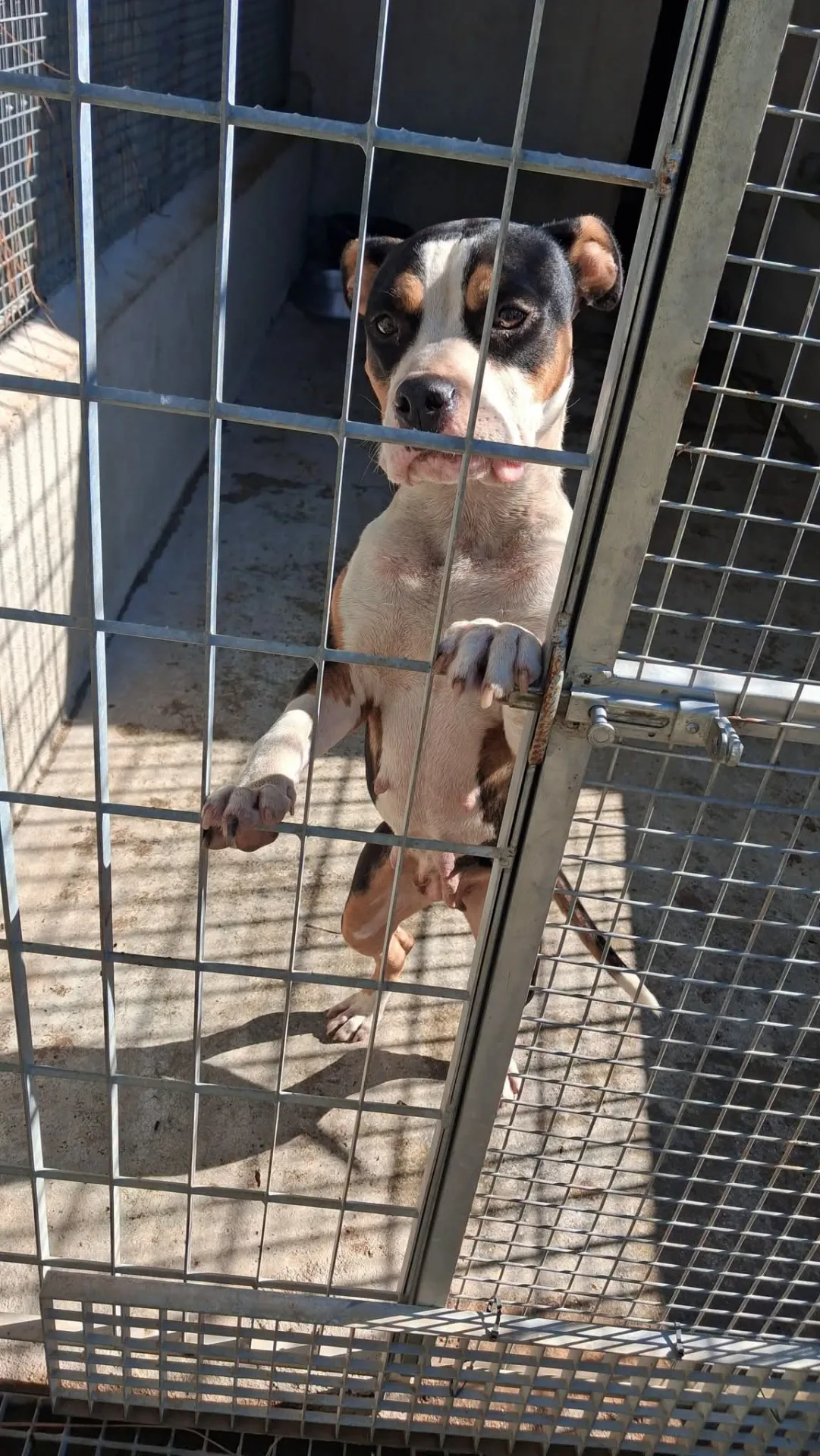 Muffin, cane Amstaff in adozione a Vibo Valentia - foto 2