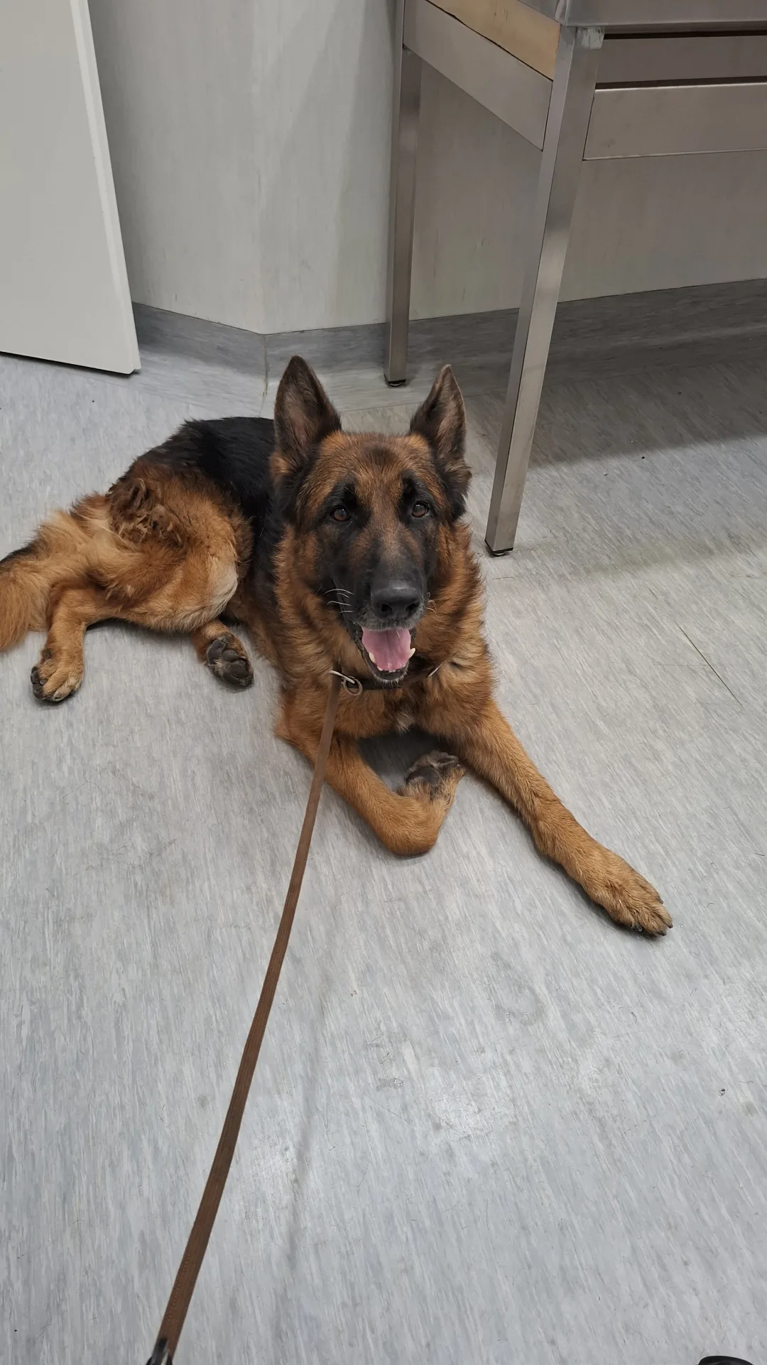 Kai, cane Pastore tedesco in adozione a Napoli - foto 4