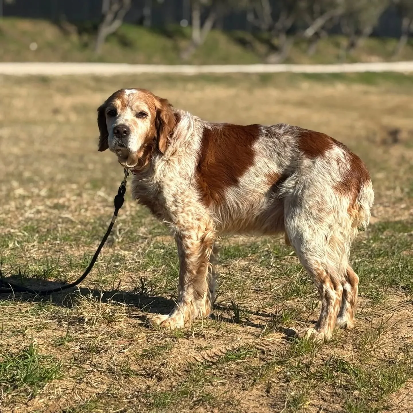 Jack, cane Breton in adozione a Latina - foto 2