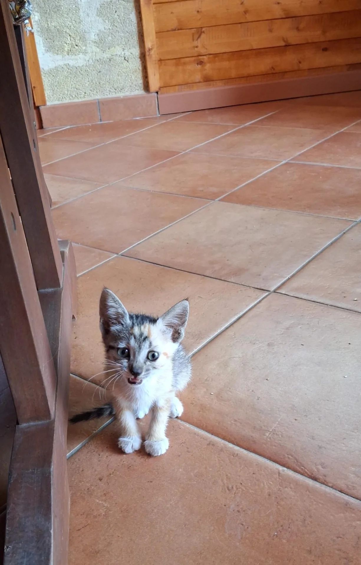Maya, gatto Europeo in adozione a Trapani - foto 3