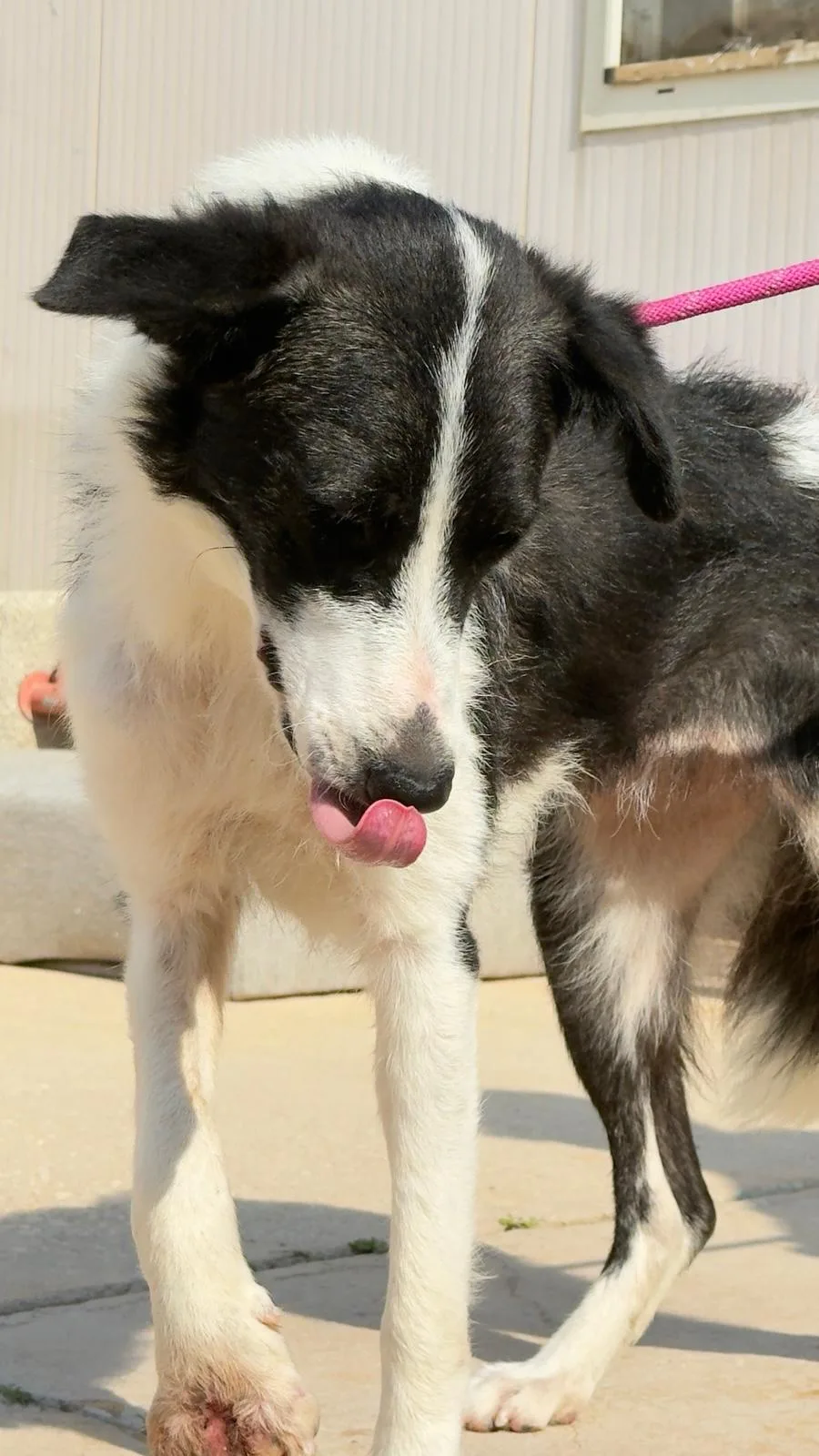 Zampetta, cane in adozione a Trapani - foto 5