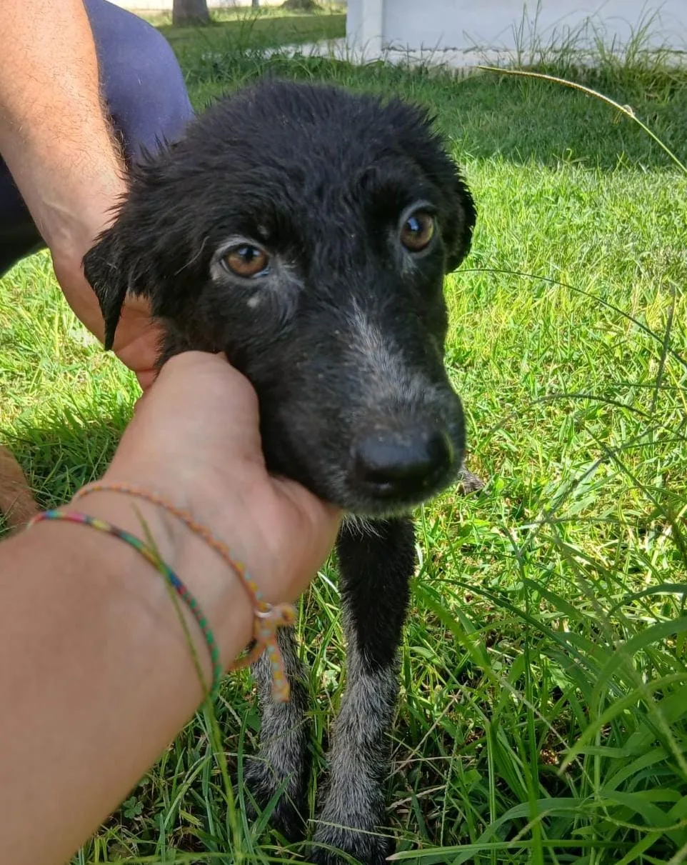Cornelia, cane Meticcio in adozione a Crotone - foto 2