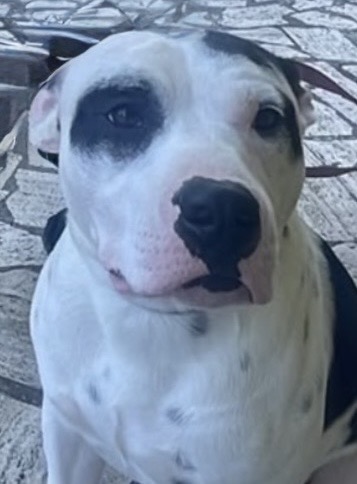 Foto 1 di Tayson, cane Amstaf 10 mesi in adozione
