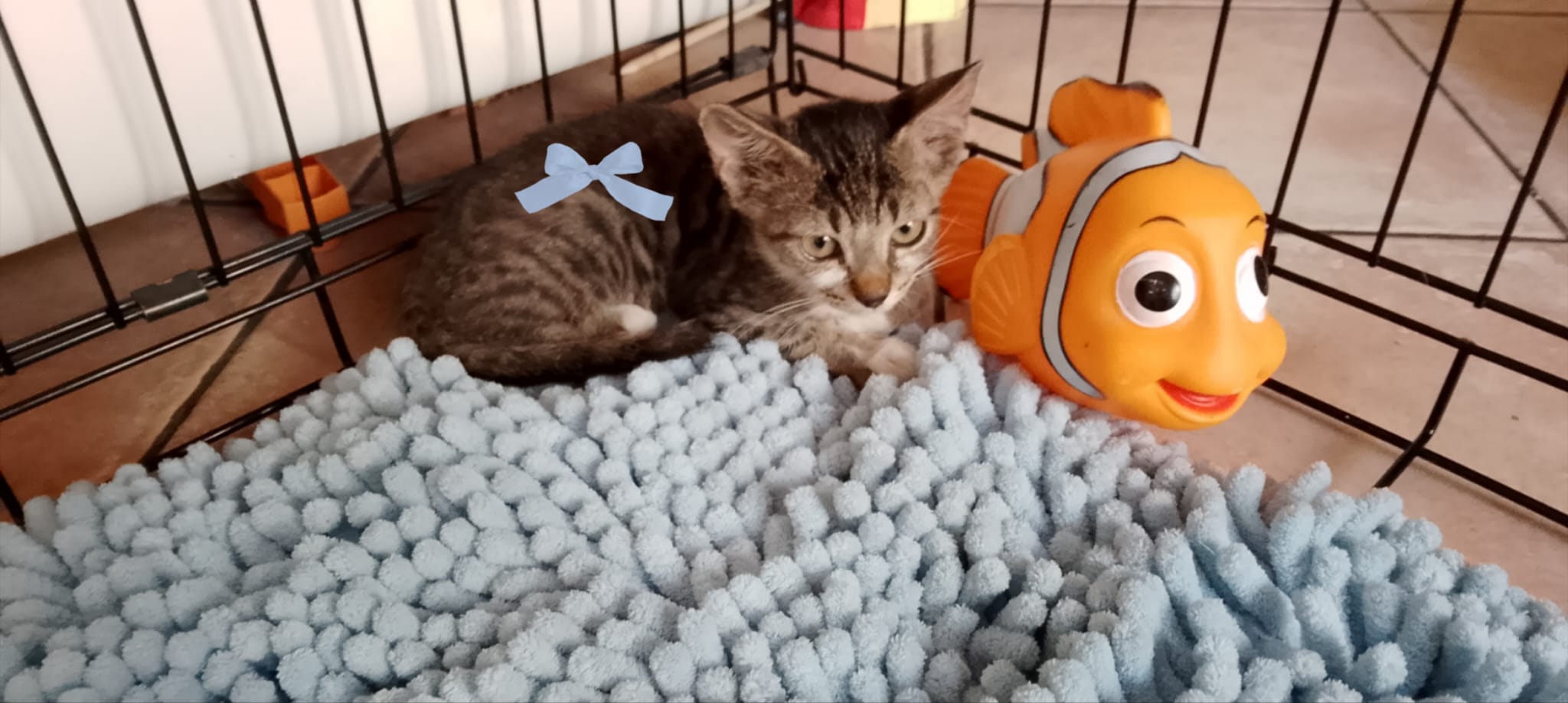 Foto 2 di Joey, gatto europeo in adozione