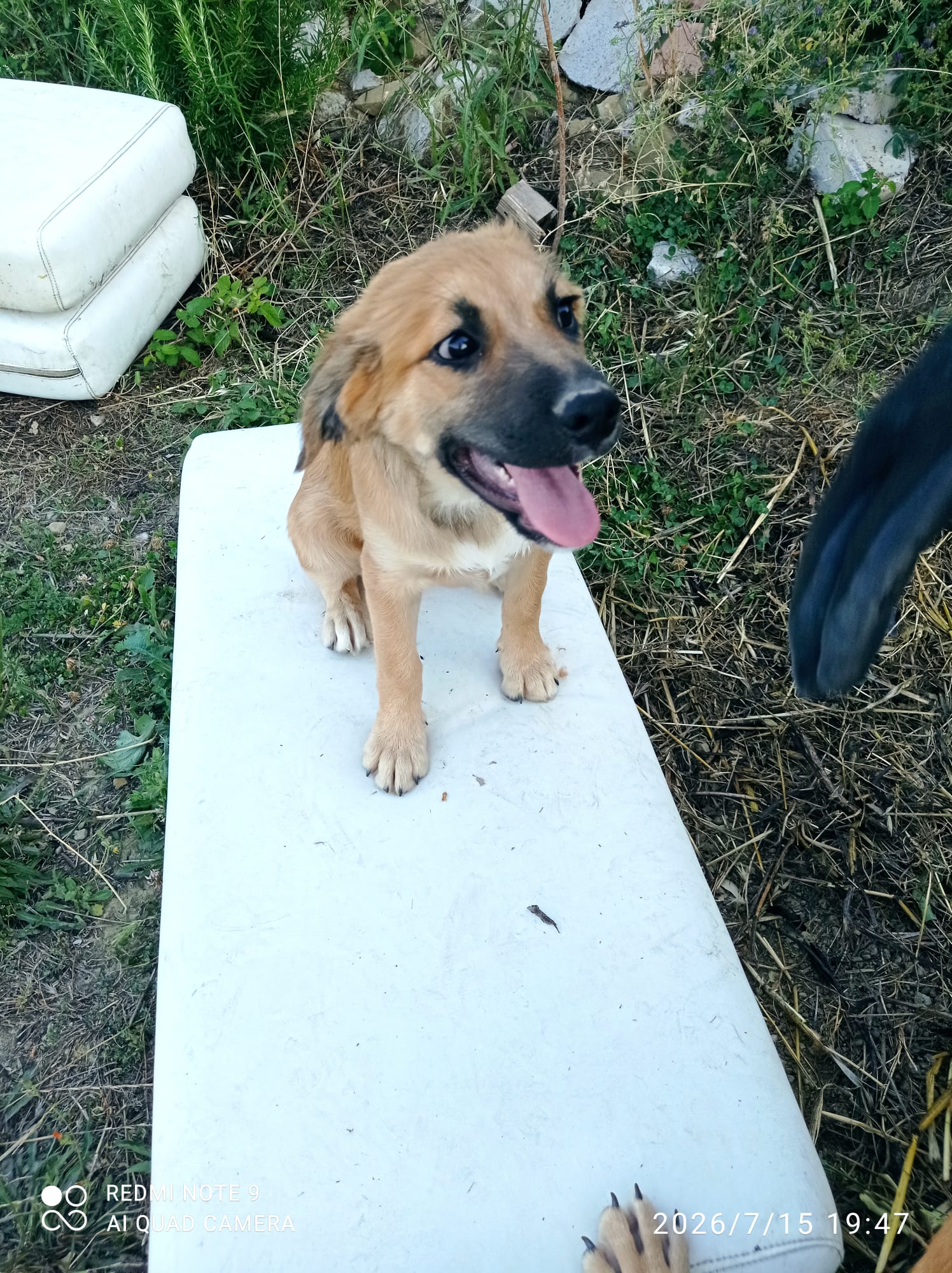 Foto 3 di Ofelia, cane Meticcio in adozione