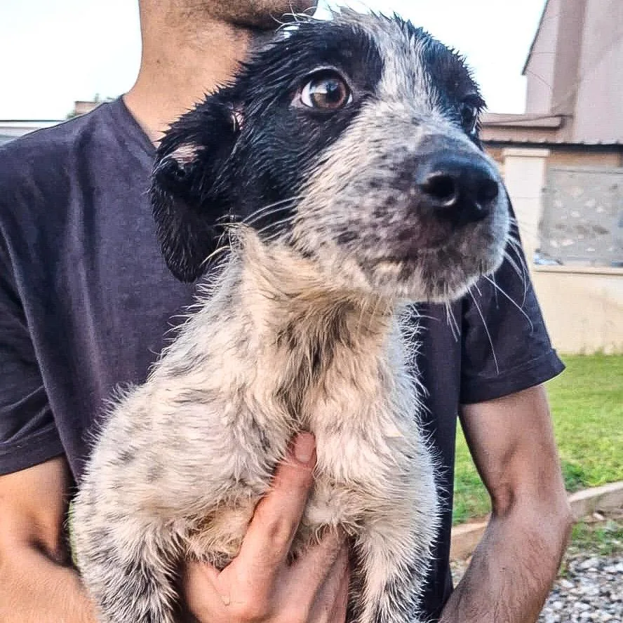 Giulia, cane Meticcio in adozione a Crotone - foto 4