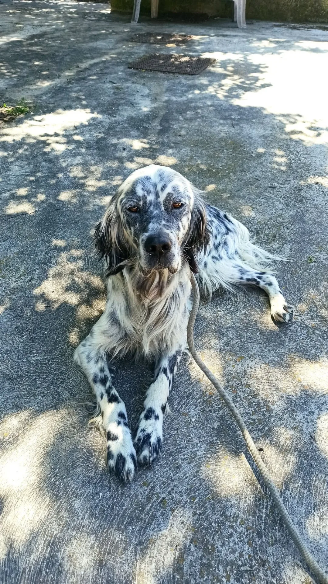 Casper, cane setter inglese in adozione a Bari - foto 1