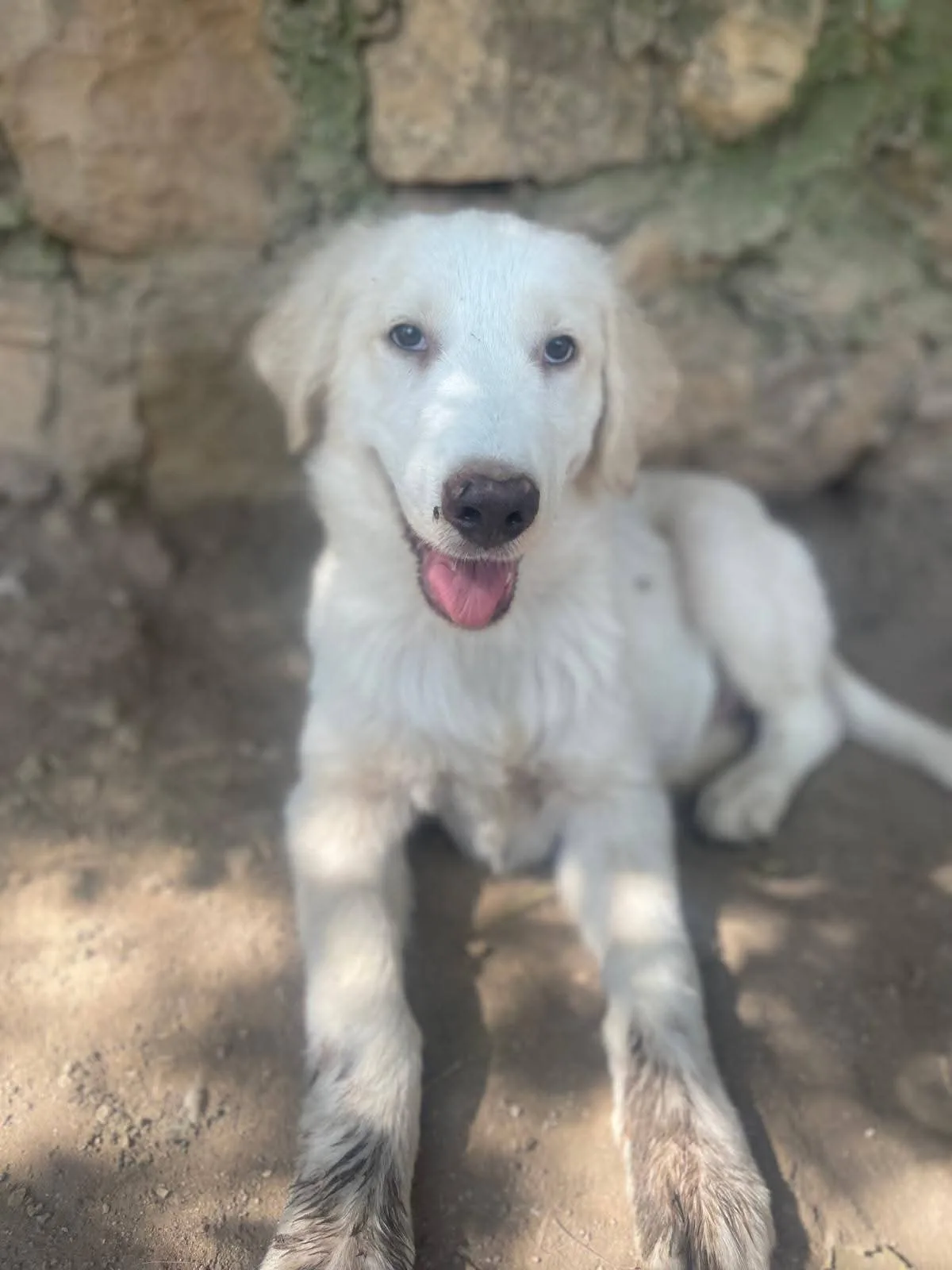 Marella, cane Meticcio in adozione