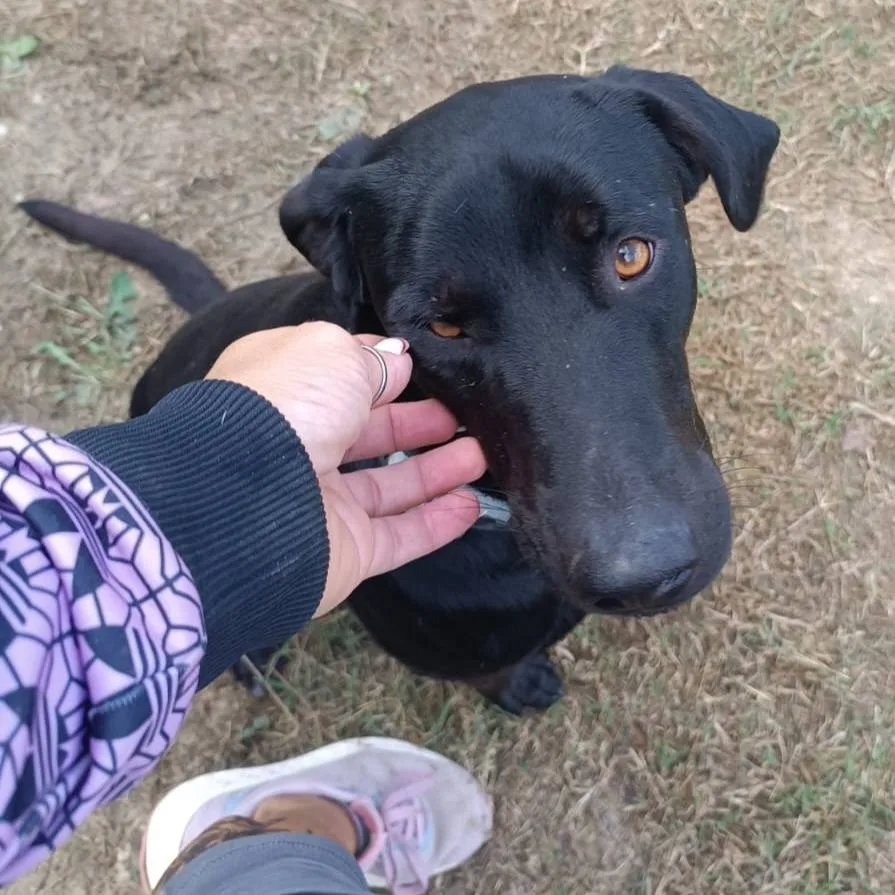 Buzz, cane meticcio in adozione a Latina - foto 2