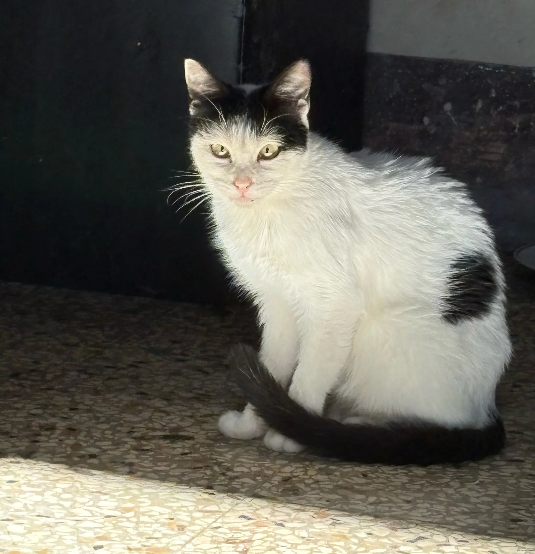 Ninetta, gatto in adozione a Siracusa - foto 2