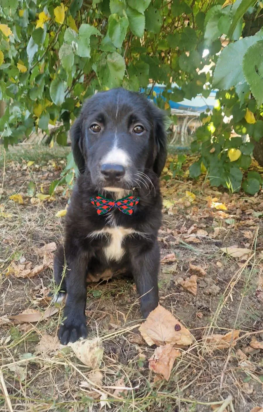 Mora, cane meticcia in adozione a Catanzaro - foto 1