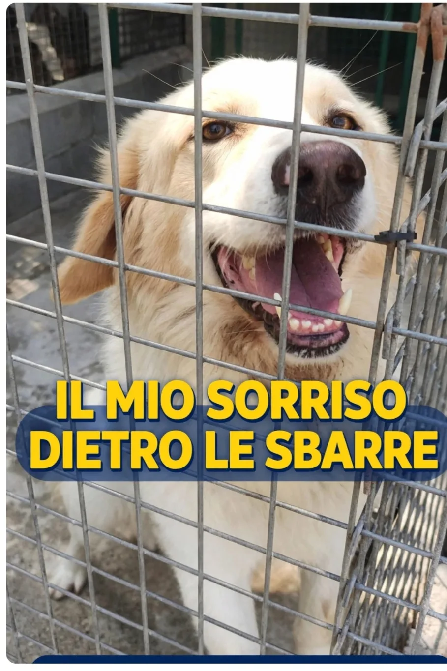 Corrado, cane Mix maremmano in adozione a Catanzaro - foto 1