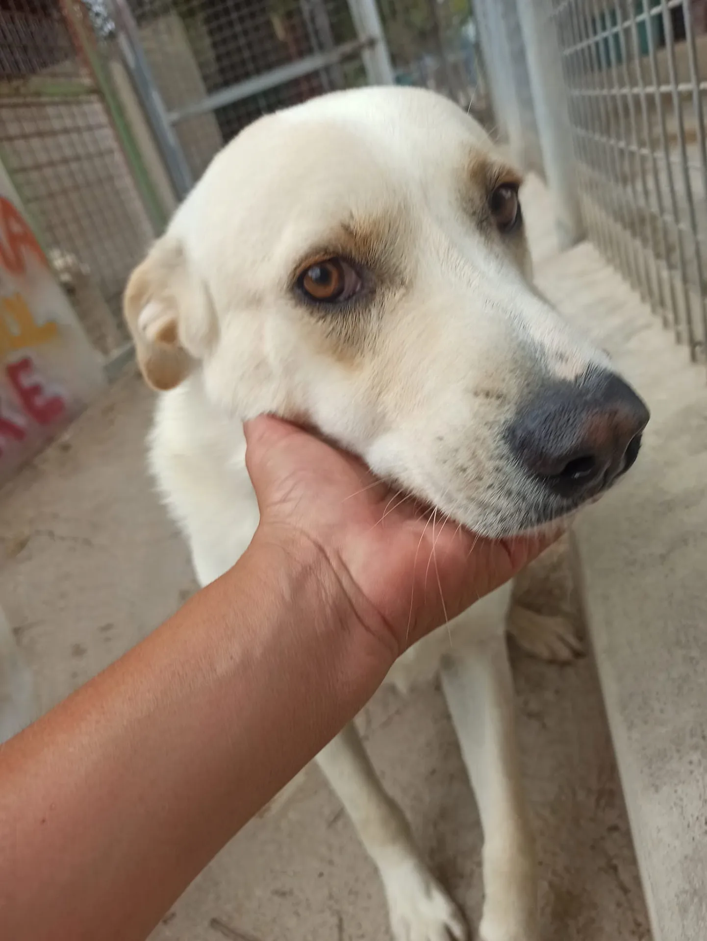Dodo, cane meticcio in adozione a Bari - foto 2