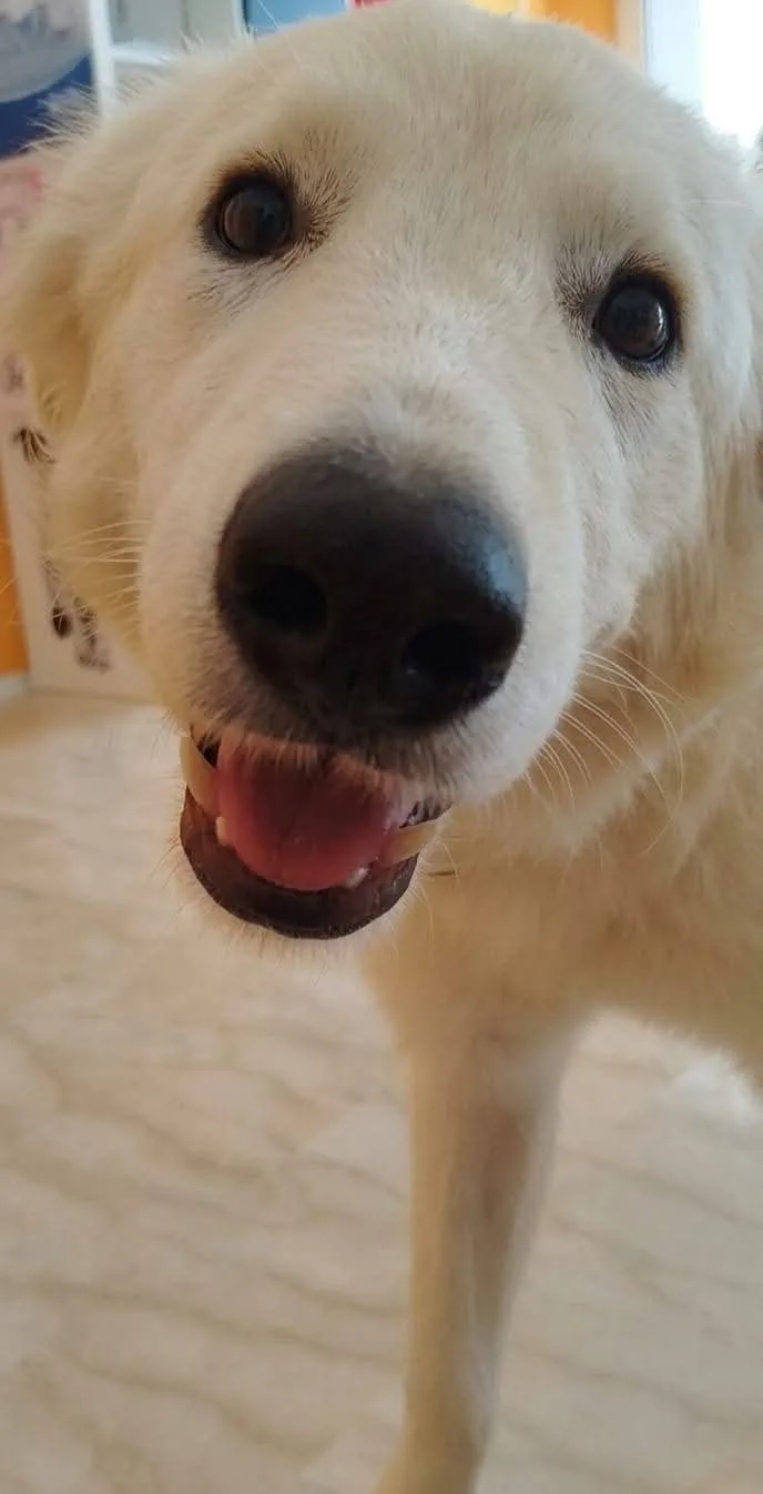 Egidia, cane Meticcio in adozione a Latina - foto 1