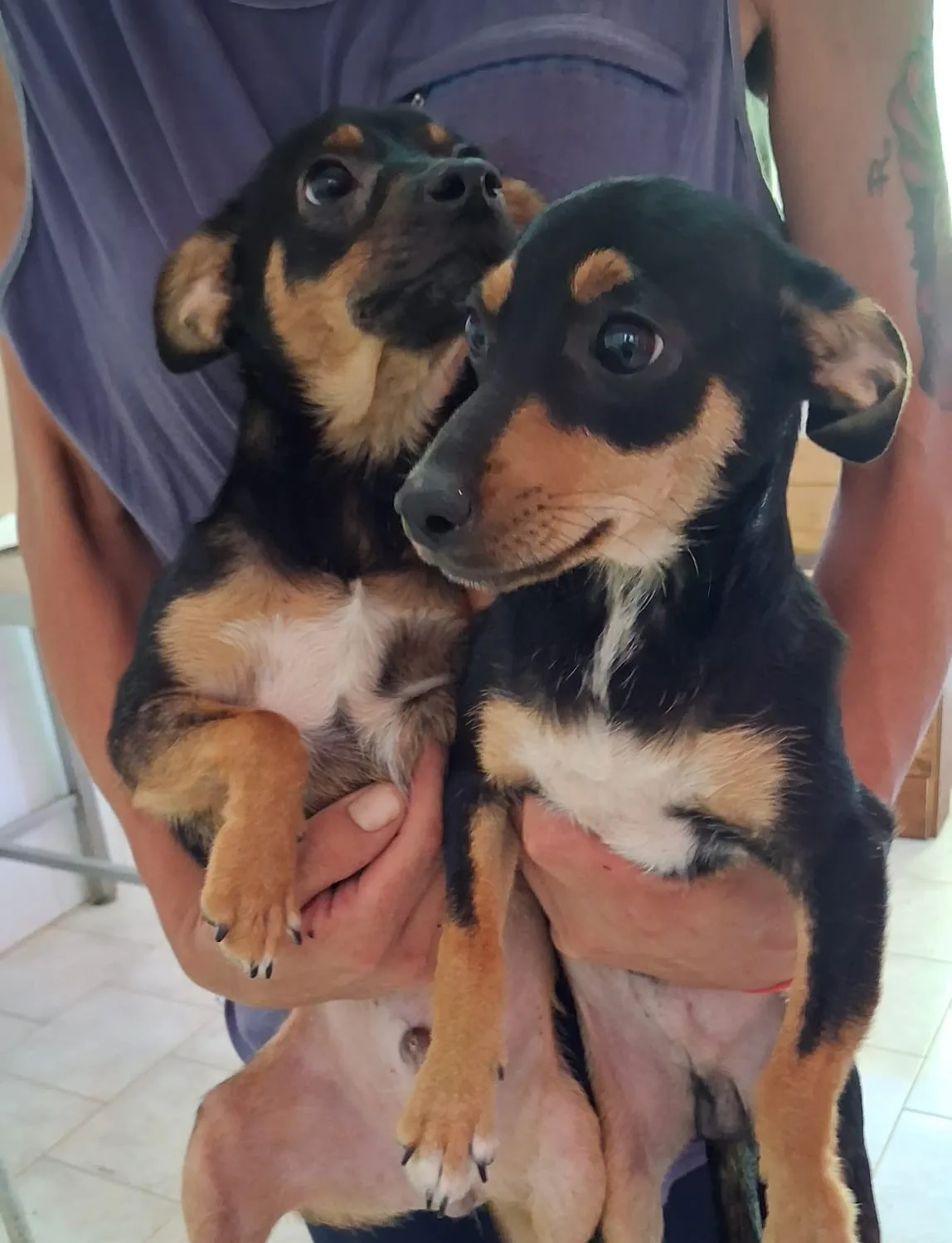 Only e Fans, cane Pinscher in adozione a Vibo Valentia