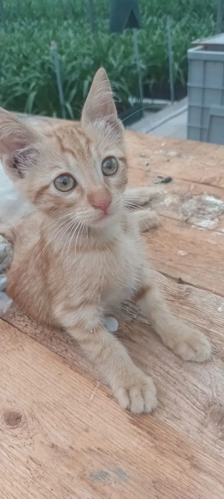 Pesca, gatto Europeo in adozione a Napoli - foto 3