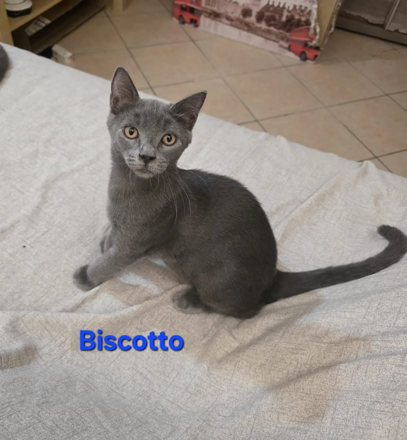 Biscotto, gatto Europea in adozione a Roma