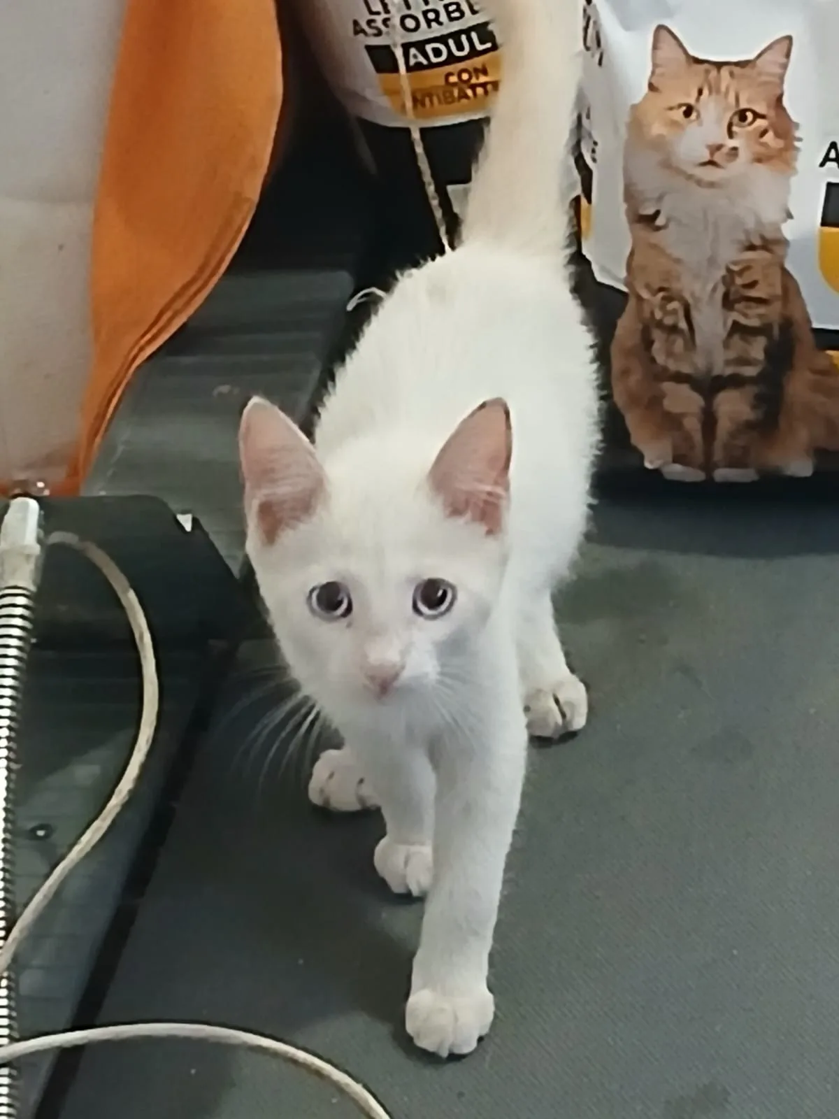 Burro, gatto Meticcio in adozione a Cuneo - foto 1