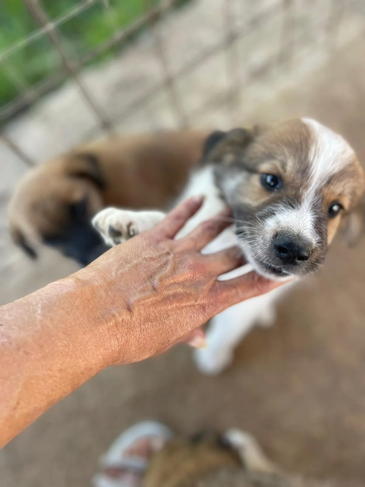 Guido, cane Meticcio in adozione a Frosinone - foto 2