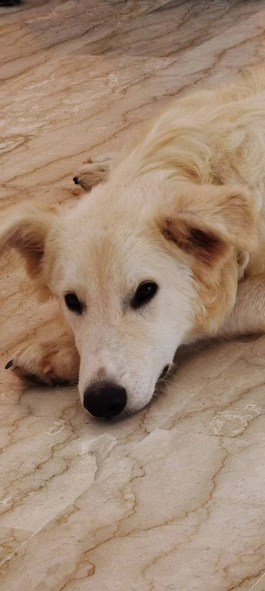 Egidia, cane Meticcio in adozione a Latina - foto 3