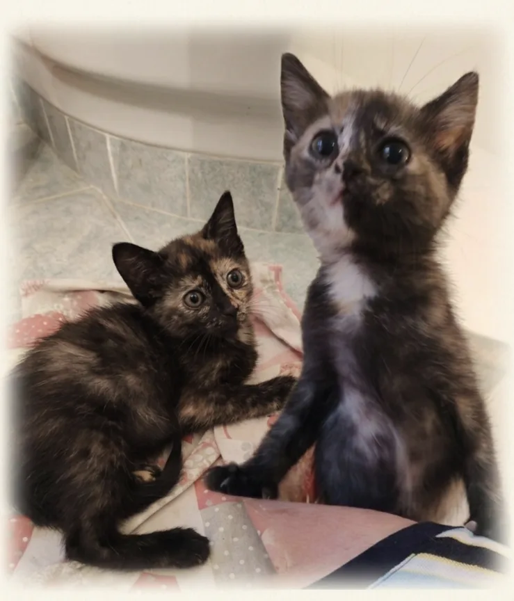 Dolly e Molly, gatto europeo in adozione a Milano