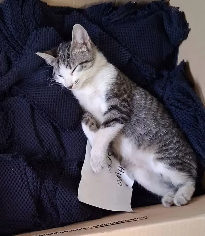 Kora, gatto in adozione a Alessandria - foto 2