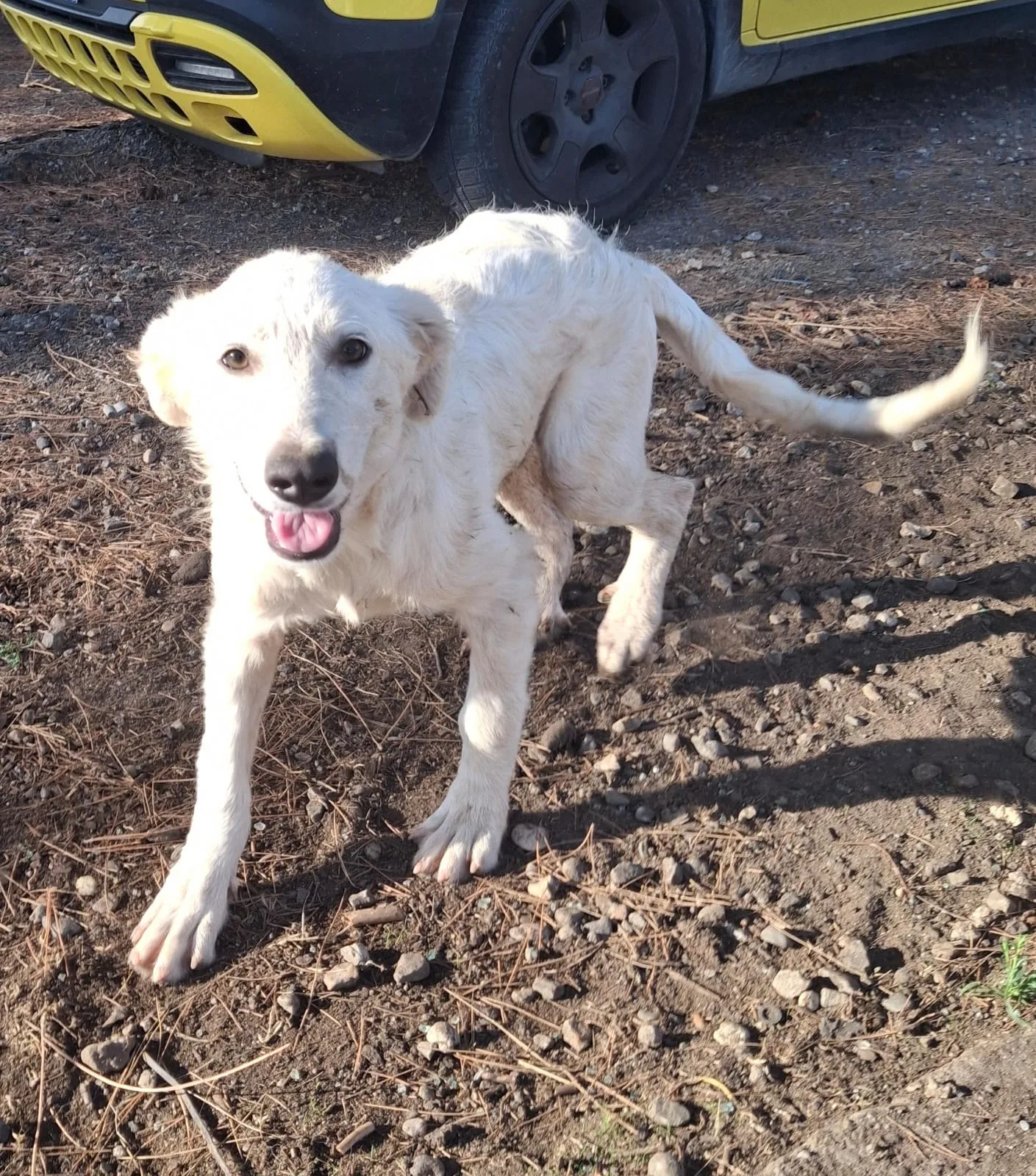 Strudel, cane Meticcio in adozione a Crotone - foto 3