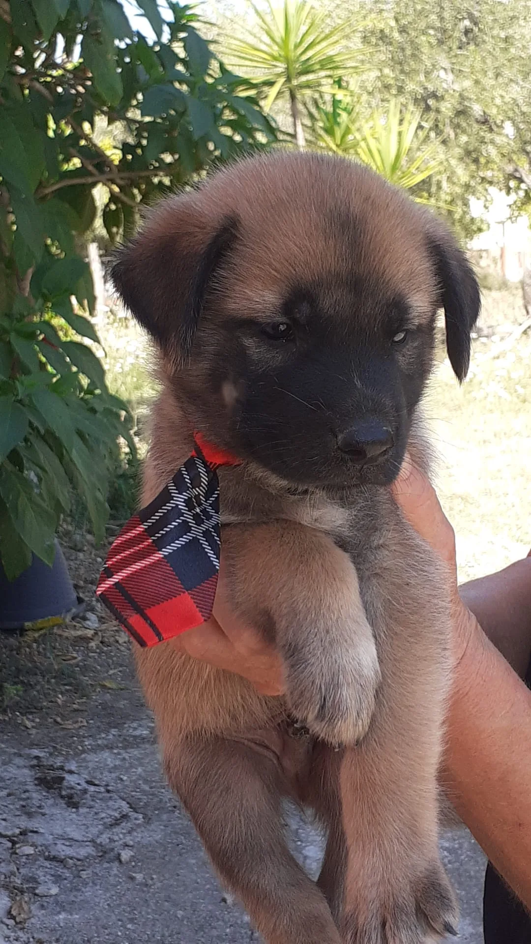Marlon, cane in adozione a Salerno - foto 1