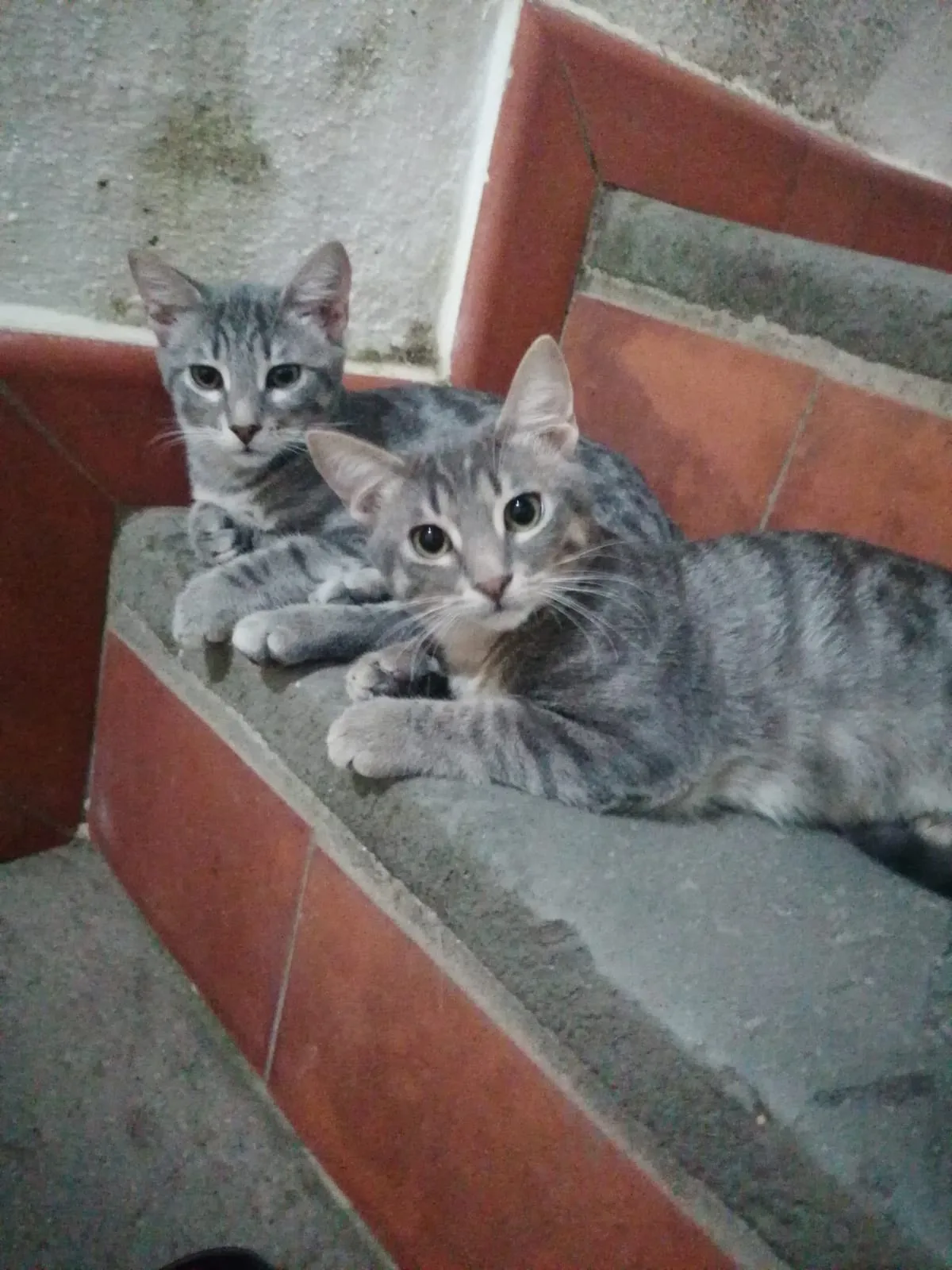 Nebbia e Romeo, gatto in adozione a Caserta