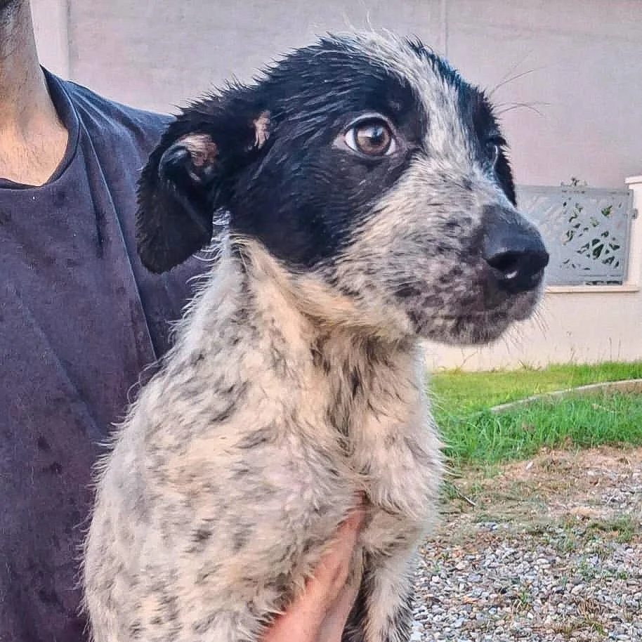 Giulia, cane Meticcio in adozione a Crotone - foto 3