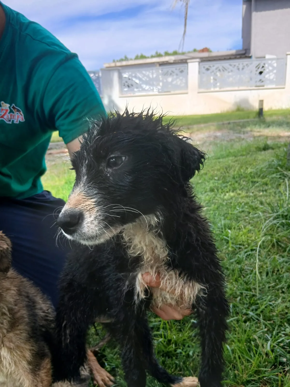 Drusilla, cane Meticcio in adozione a Crotone - foto 3