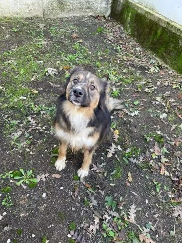 Hope, cane in adozione a Frosinone - foto 3
