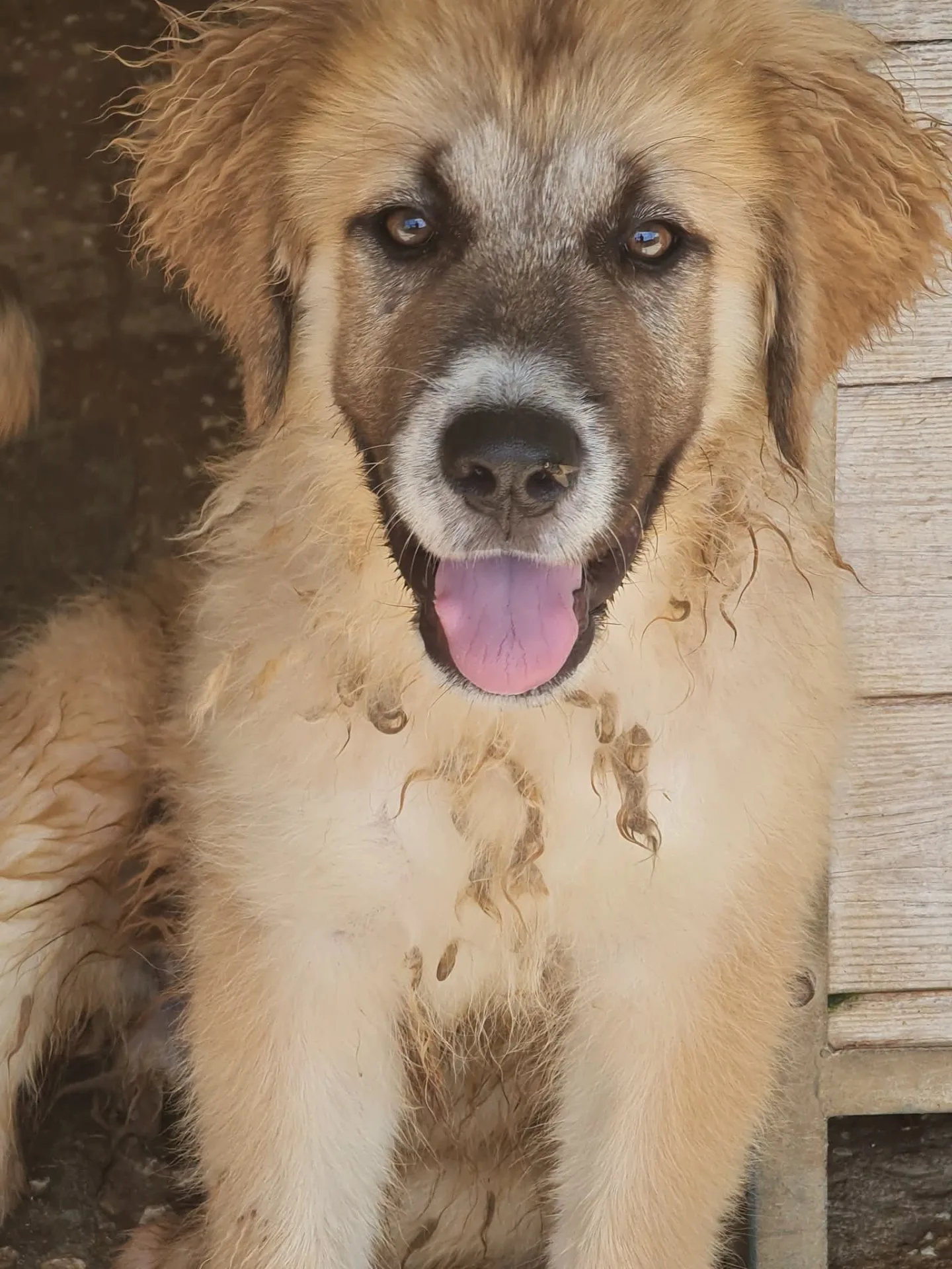 Molly, cane Meticcio in adozione a Trapani - foto 1
