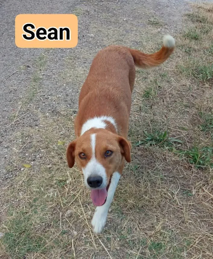 Sean, cane Mix Jack Russel in adozione a Milano - foto 4