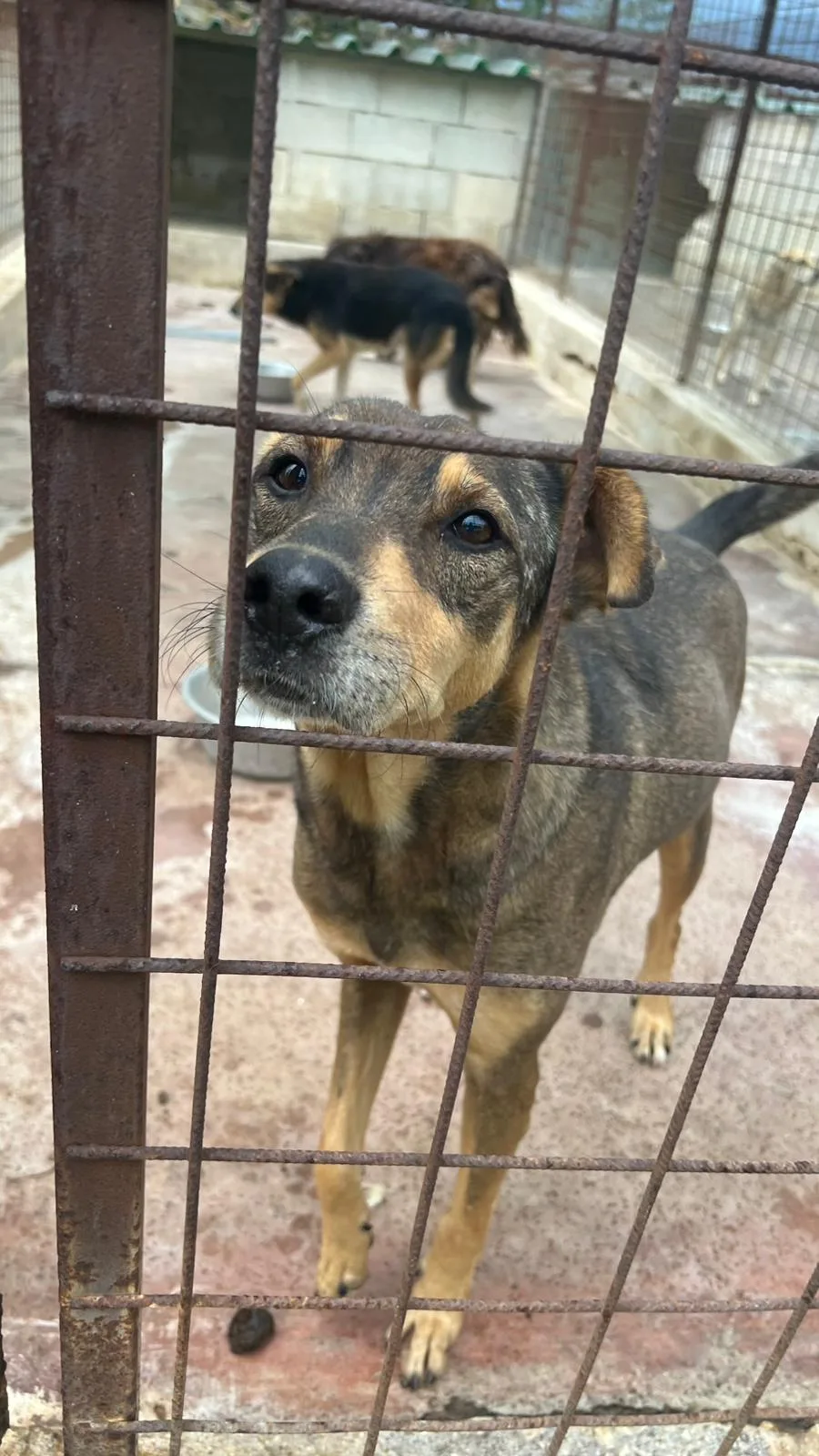Mascherina, cane Meticcio in adozione a Siracusa - foto 2