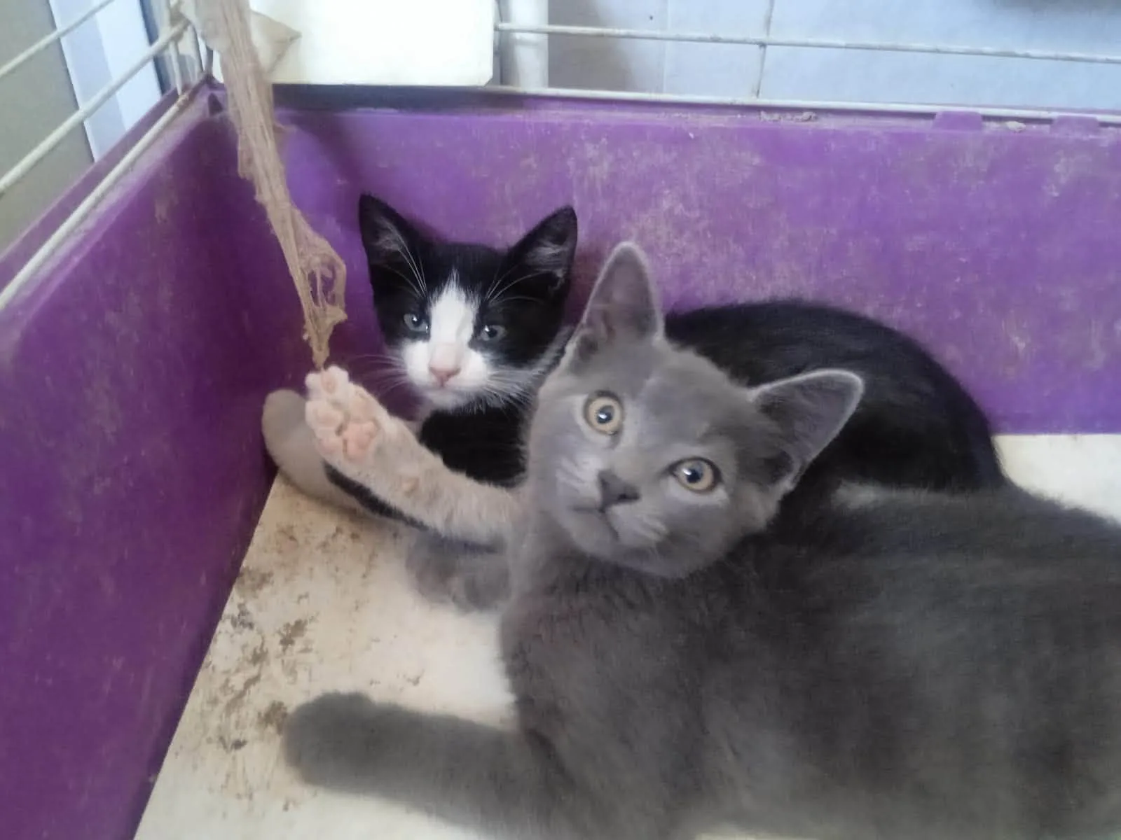Tom eJerry, gatto Europeo in adozione a Napoli - foto 1